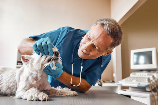 Best Emergency Treatment for Dental Infections or Abscesses in Jeffersonville, OH